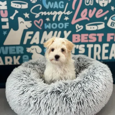 Male Havanese-Maltese Puppy for Sale in Charlotte, NC