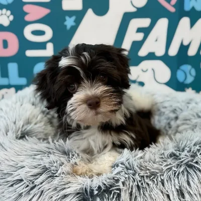 Male Havanese Puppy for Sale in Charlotte, NC