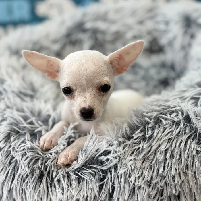 Female Chihuahua puppy named Ivy for sale at Waggles Charlotte.