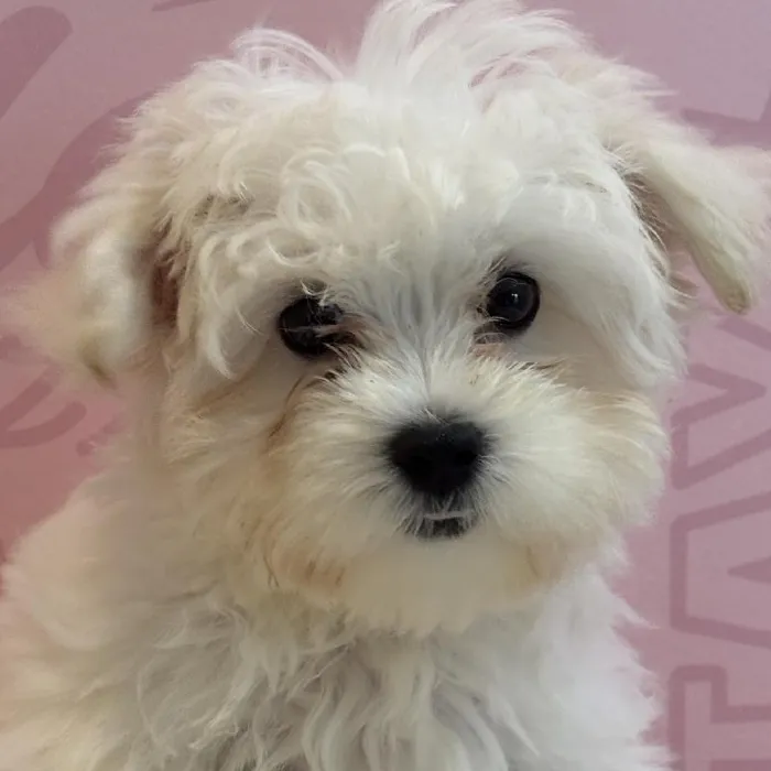 Male Maltese Puppy for Sale in Greensboro, NC