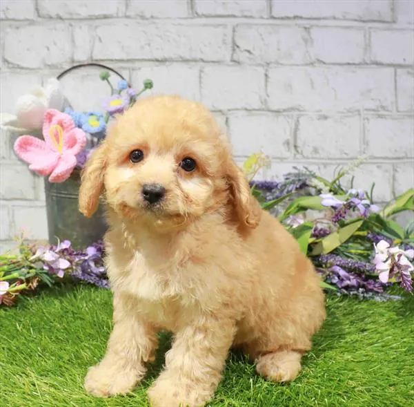 Female Mini Goldendoodle 2Nd Gen puppy named Sandy for sale at Waggles Charlotte.