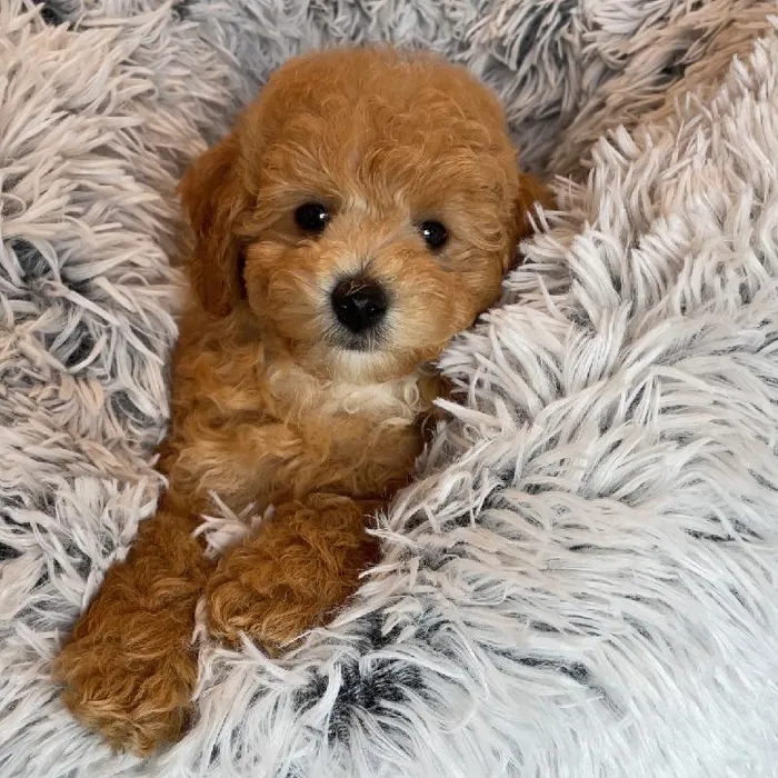 Male Poodle Puppy for Sale in Greensboro, NC