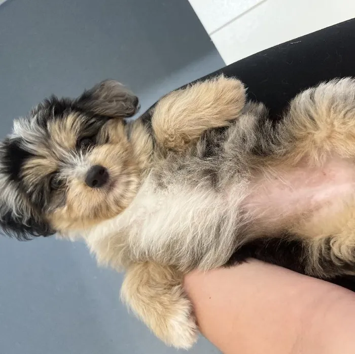 Female Mini Aussiedoodle Puppy for Sale in Charlotte, NC