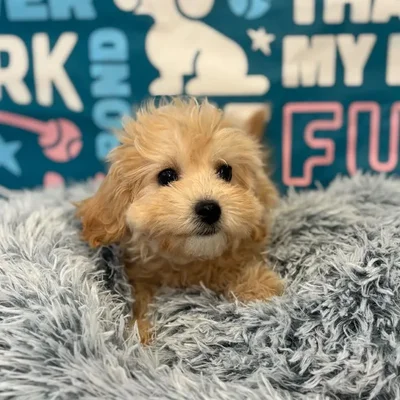 Female Maltipoo Puppy for Sale in Charlotte, NC