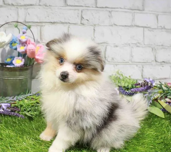 Male Pomeranian puppy named Stitch for sale at Waggles Greensboro.