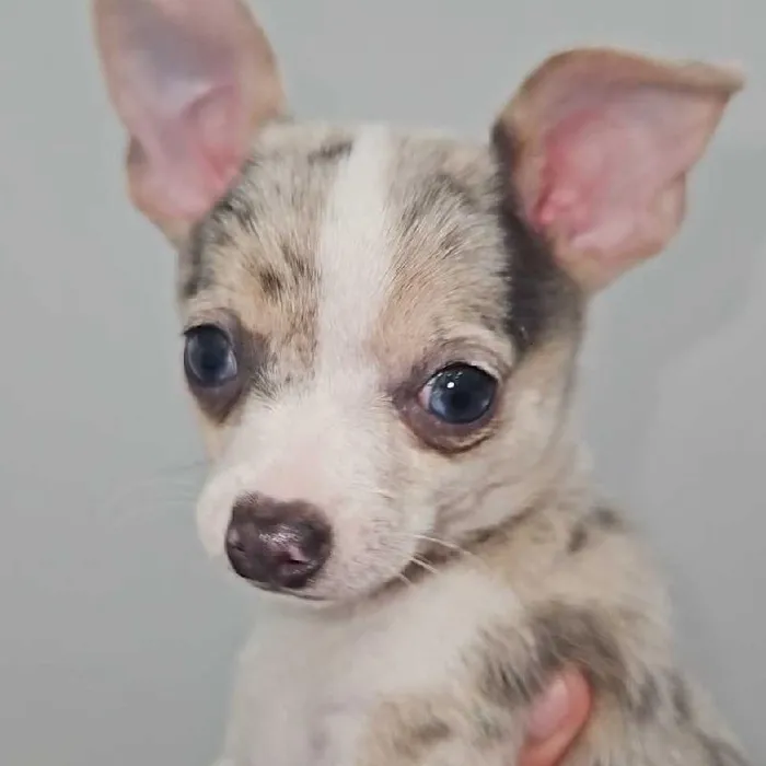 Female Chihuahua Puppy for Sale in Charlotte, NC