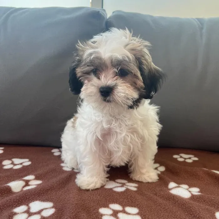 Female Malshi Puppy for Sale in Charlotte, NC