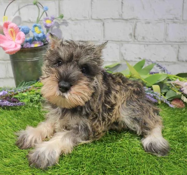 Female Mini Schnauzer puppy named Belle for sale at Waggles Charlotte.