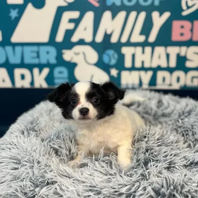 Female Chihuahua Puppy for Sale in Charlotte, NC