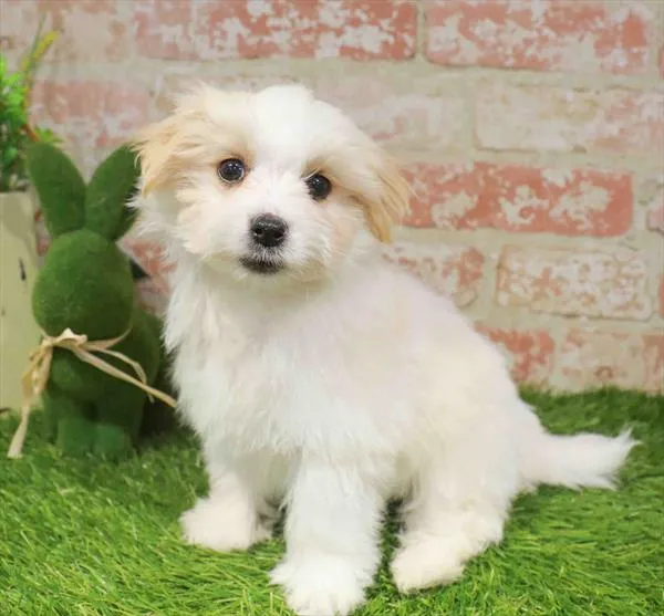 Male Morkie puppy named Clay for sale at Waggles Charlotte.