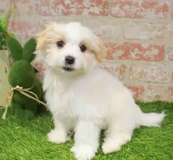 Male Morkie puppy named Clay for sale at Waggles Charlotte.