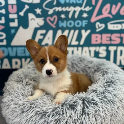 Male Pembroke Welsh Corgi Puppy for Sale in Charlotte, NC