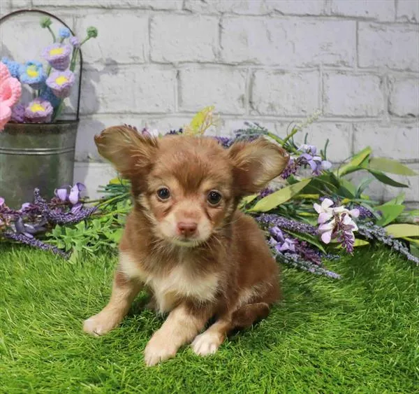 Female Chihuahua puppy for sale at Waggles Greensboro.