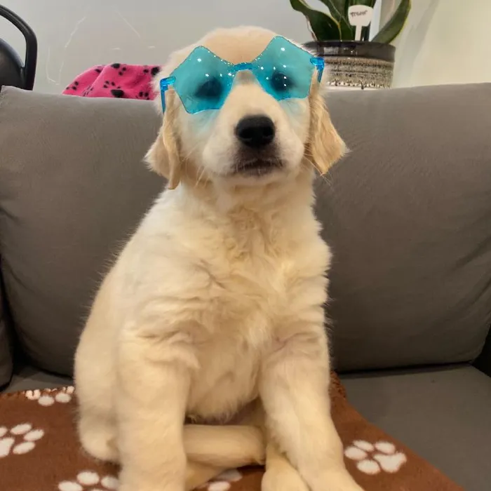 Male Golden Retriever Puppy for Sale in Charlotte, NC