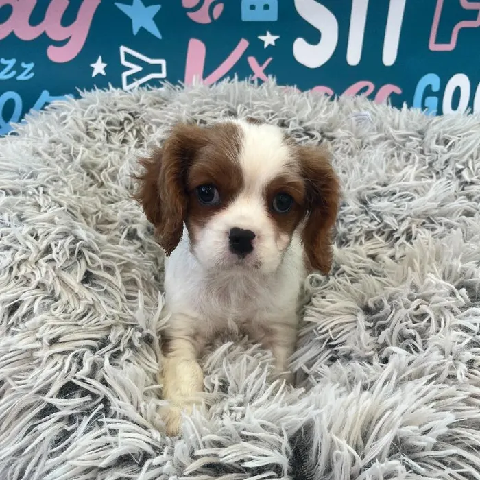 Male Cavalier King Charles Spaniel Puppy for Sale in Charlotte, NC