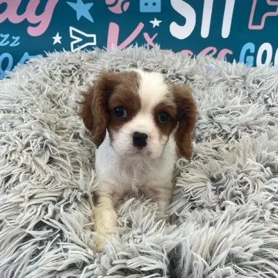 Male Cavalier King Charles Spaniel Puppy for Sale in Charlotte, NC