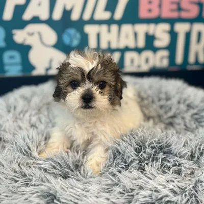 Female Teddy Bear Puppy for Sale in Charlotte, NC