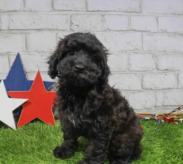 Female Poodle puppy named Ella for sale at Waggles Charlotte.