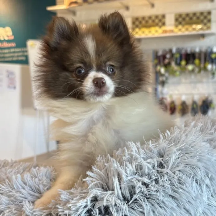 Male Pomeranian Puppy for Sale in Greensboro, NC
