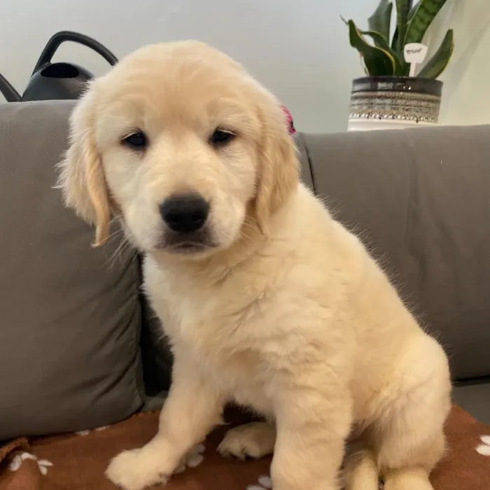 Male Golden Retriever Puppy for Sale in Charlotte, NC
