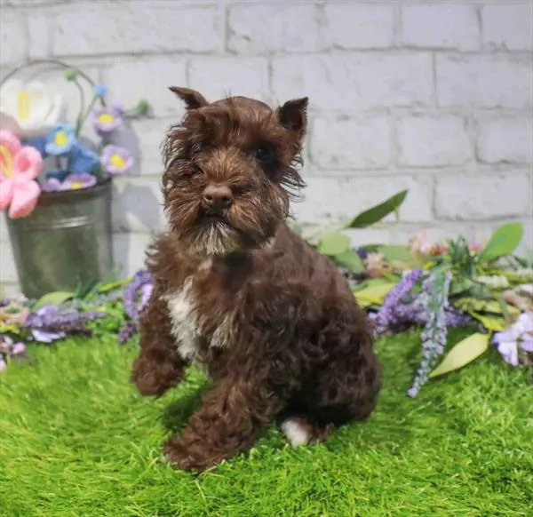 Female Mini Schnauzer puppy for sale at Waggles Greensboro.