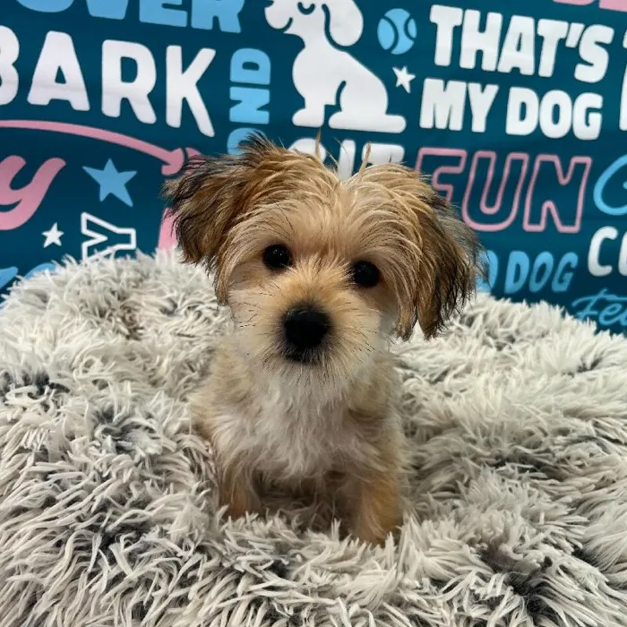 Male Morkie Puppy for Sale in Charlotte, NC