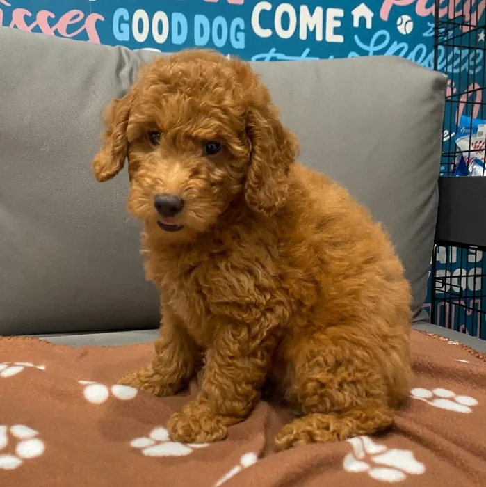 Male Mini Goldendoodle 2nd Gen Puppy for Sale in Charlotte, NC