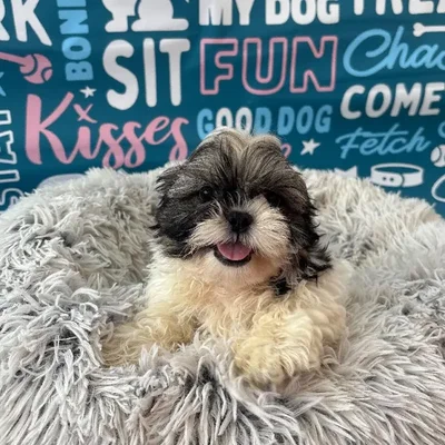 Male Shih Tzu Puppy for Sale in Charlotte, NC