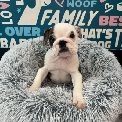 Female English Bulldog puppy named Dumplin for sale at Waggles Charlotte.