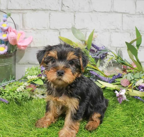 Female Yorkie puppy named Lily for sale at Waggles Charlotte.