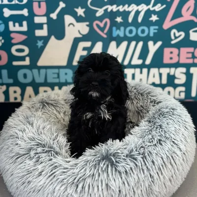 Female Cockapoo Puppy for Sale in Charlotte, NC