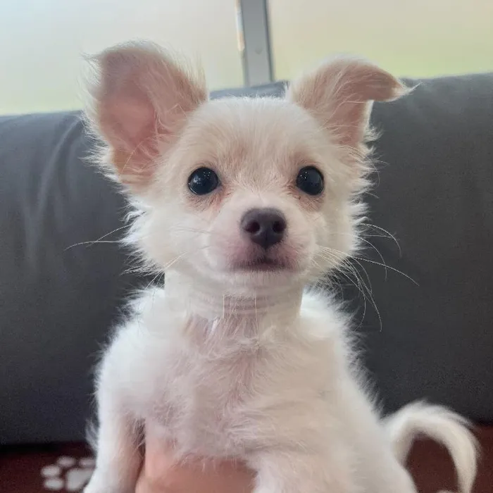 Male Chihuahua Puppy for Sale in Charlotte, NC