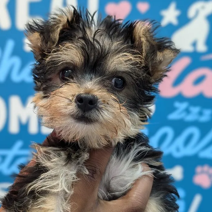 Female Yochon Puppy for Sale in Charlotte, NC