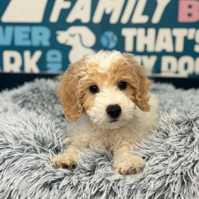Male Bichapoo Puppy for Sale in Charlotte, NC