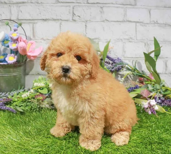 Female Mini Goldendoodle 2Nd Gen puppy named Diana for sale at Waggles Charlotte.