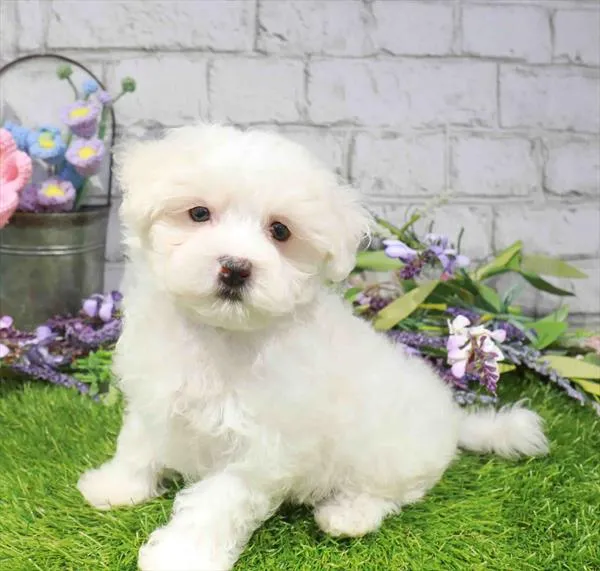 Male Maltese puppy named Draco for sale at Waggles Raleigh.