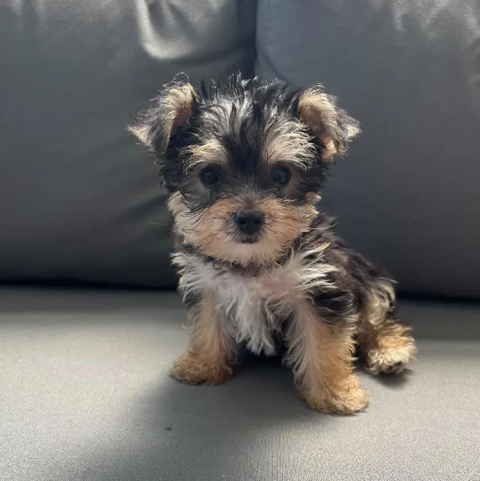 Female Yochon Puppy for Sale in Charlotte, NC