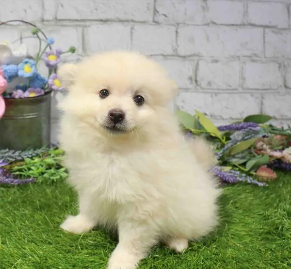 Male Pomeranian puppy named Flash for sale at Waggles Charlotte.