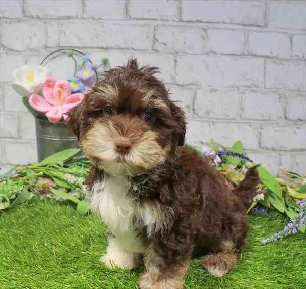 Male Havanese puppy named Fig for sale at Waggles Charlotte.