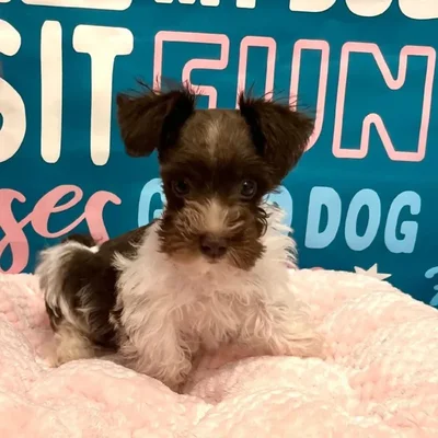 Male Mini Schnauzer Puppy for Sale in Charlotte, NC