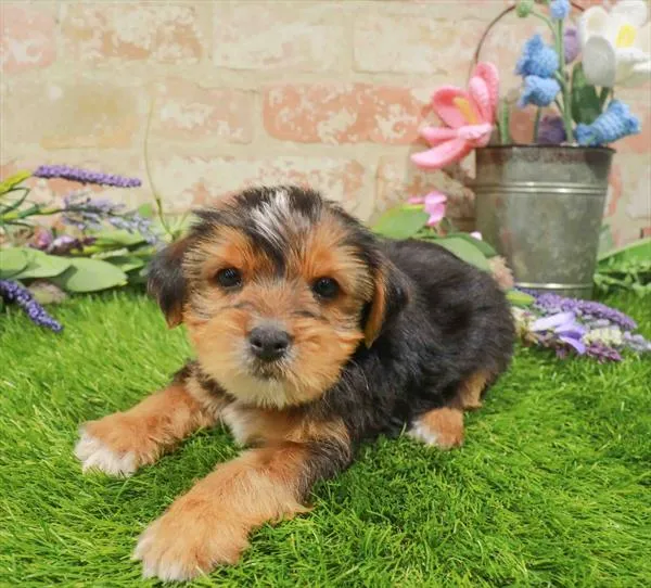 Male Yorkie puppy for sale at Waggles Charlotte.