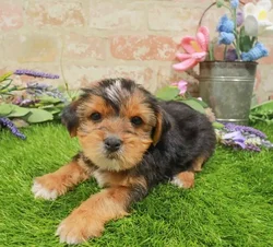 Male Yorkie puppy for sale at Waggles Charlotte.