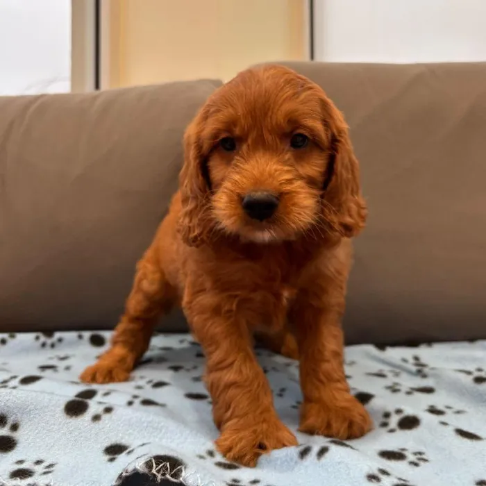 Male Mini Goldendoodle Puppy for Sale in Charlotte, NC