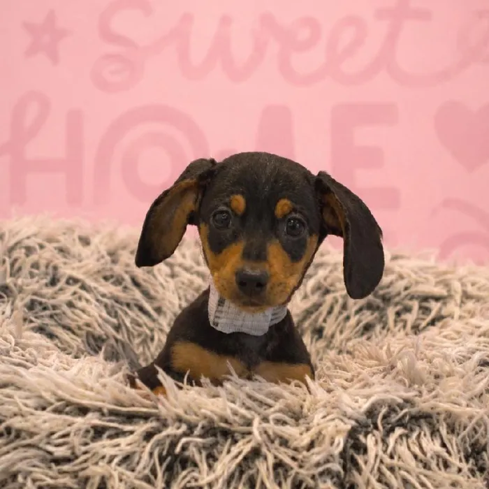 Female Dachshund puppy named Taylor for sale at Waggles Greensboro.