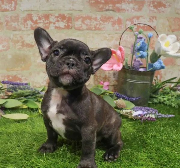 Female French Bulldog puppy named Cece for sale at Waggles Charlotte.
