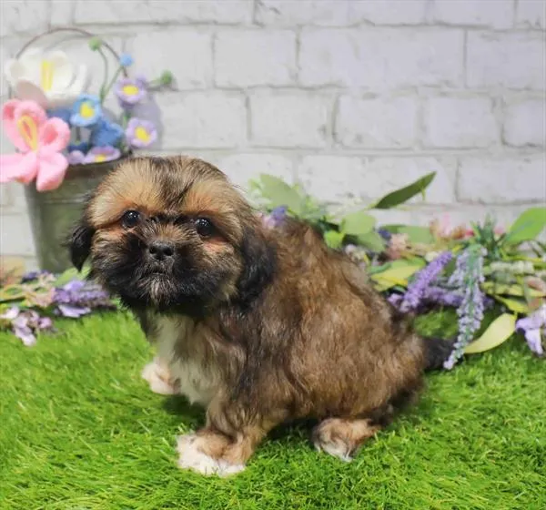 Female Shih Tzu puppy named Monica for sale at Waggles Raleigh.