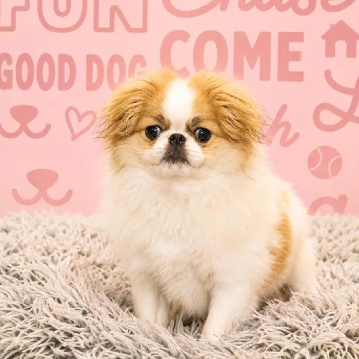Male Japanese Chin puppy named Pebble for sale at Waggles Greensboro.