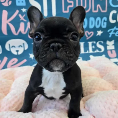 Female French Bulldog Puppy for Sale in Charlotte, NC