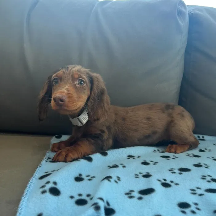 Male Dachshund Puppy for Sale in Charlotte, NC