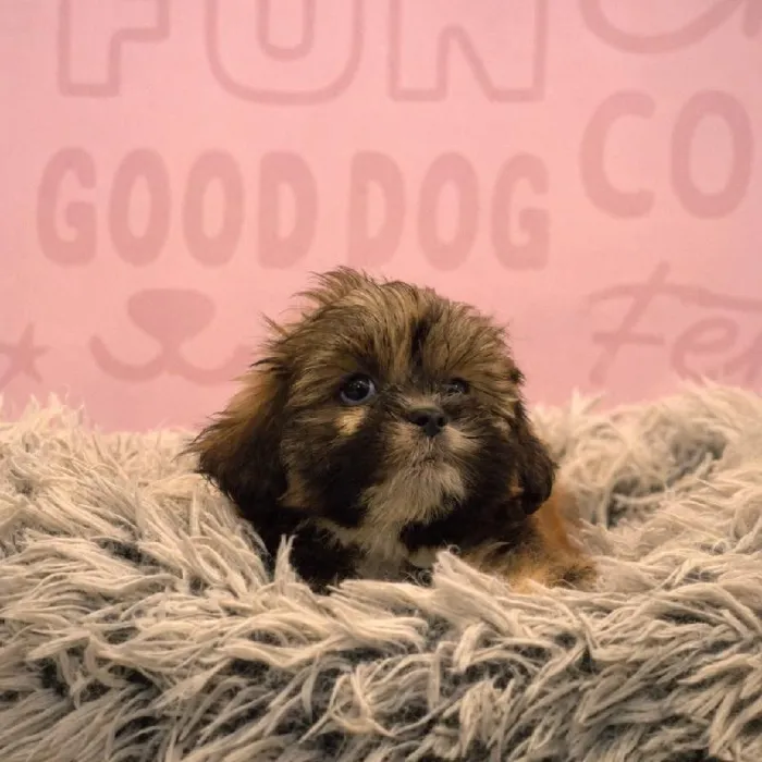 Female Lhasa Apso puppy named Jennifer for sale at Waggles Greensboro.